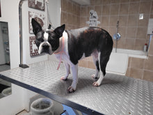 Small Size "SHORT HAIRED Not hair Trimming" 🐾 Bath, brush, dry & nails Grooming Appointment