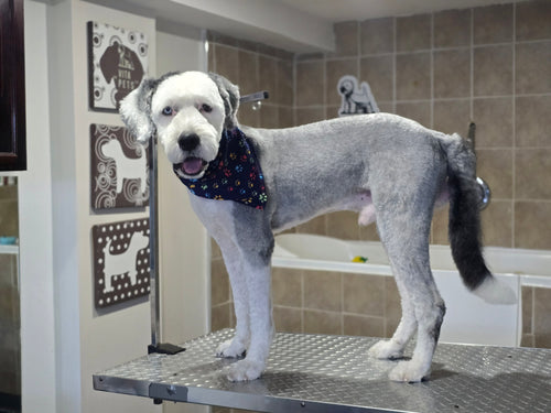 Large Size 🐾 NOT HAIR TRIMMING. Bath, Brush, dry & Nails Grooming Appointment