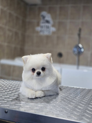 Small Size Dog Grooming Appointmnet