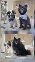 Small Size Dog Grooming Appointmnet