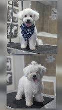 Small Size Dog Grooming Appointmnet