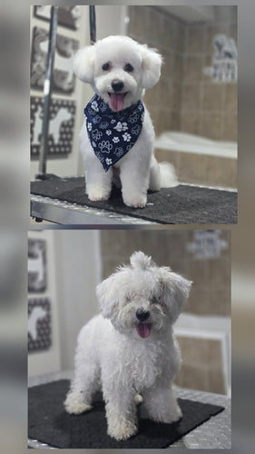 Small Size Dog Grooming Appointmnet