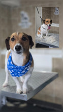 Small Size "SHORT HAIRED Not hair Trimming" 🐾 Bath, brush, dry & nails Grooming Appointment